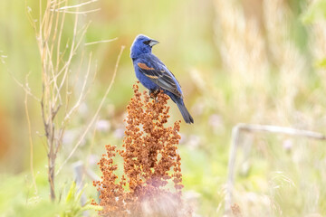 A wild blue grosbeak perched on a bush in a park in Colorado.