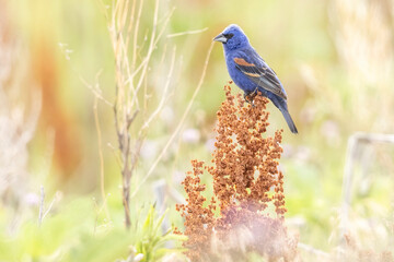 A wild blue grosbeak perched on a bush in a park in Colorado.