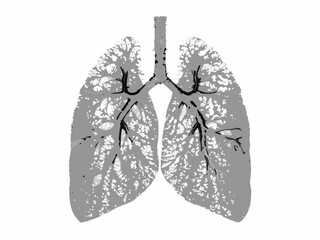 Detailed illustration of human lungs displaying bronchial tree and alveolar structure