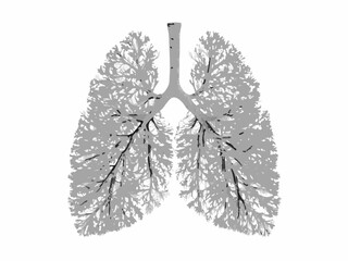 Anatomical illustration of human lungs showcasing branching airways and tissue structure