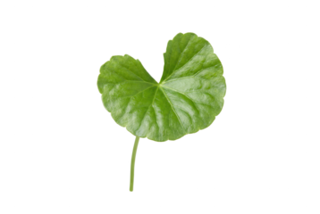 Gotu Kola Leaf Isolated on White Background