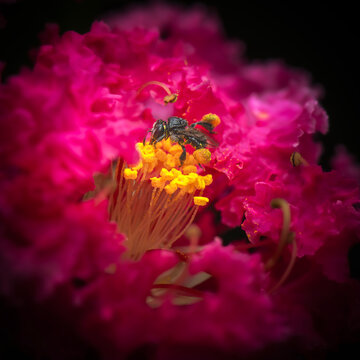 The&nbsp;Charcoal Stingless Bee&nbsp;or Tetragonula carbonaria, also known as the&nbsp;Sugarbag Bee, is&nbsp;a small, eusocial bee native to the east coast of Australia.