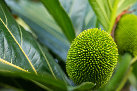 Duo of Green Fruits with Striking Leaves from artocarpus altilis tree