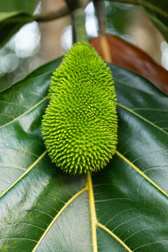 Green Textured Fruit on Leaf from an artocarpus altilis tree