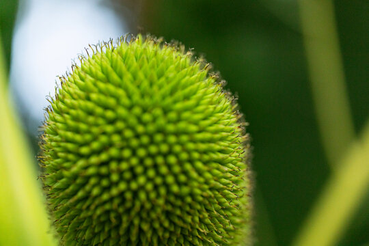 Elegant Green Sphere on Leafy Canvas artocarpus altilis tree