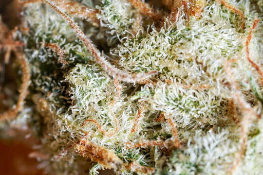 Close up Cannabis Flower Trichomes and oil Texture