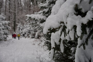 Closeup of coniferous branch covered with snow with a group of hikers in the background