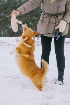 The corgi happily jumps after the toy.