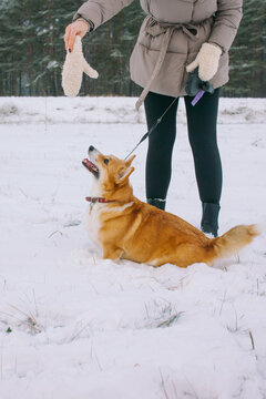 Corgi happily plays in the snow with its owner.