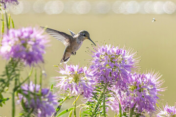 A wild broad tailed hummingbird in a park in Colorado.