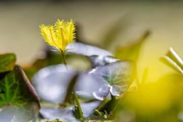 Close up of a bright yellow Wavy Marshwort flower in pond in Mount Penang, NSW, Australia