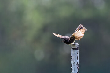 Close up of an Australian Willy Wagtail with wings extended taking off from post in Mount Penang, NSW, Australia