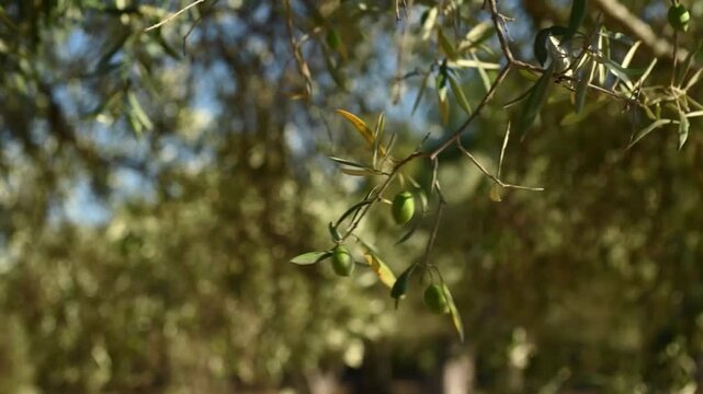 Olive tree branches gently moving in the wind in the Italian countryside. Natural light highlights the green olive leaves, creating a calm and authentic Mediterranean atmosphere. Ideal for concepts re