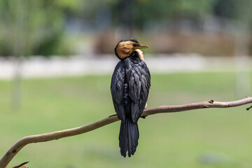 Close up of a Little Pied Cormorant perched on branch  at Mount Penang, NSW, Australia