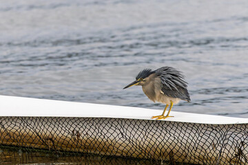 Close up of a Striated Heron perched on shark net boom at Brisbane Water, Gosford, NSW, Australia
