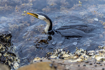 Close up of wet Pied Cormorant in amongst seaweed at Drifters Wharf, Gosford, NSW, Australia