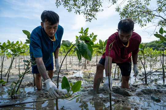 Group of volunteers help plant a forest to save the world in the forest park area. Happiness group friend planting mangrove forest. Charity. Environmental protection project. People and ecology.