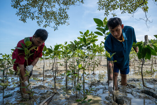 Group of volunteers help plant a forest to save the world in the forest park area. Happiness group friend planting mangrove forest. Charity. Environmental protection project. People and ecology.