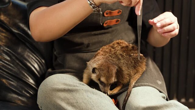 Person Feeding a Pet Meerkat Mealworms with Tweezers in Lap