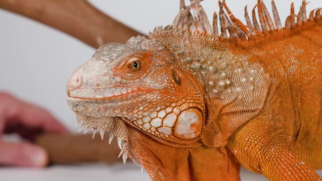 Close Up Profile of an Orange Iguana Resting on a Branch