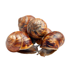 snail on transparent