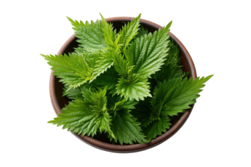 Fresh green nettle leaves in a brown ceramic bowl against black background herb
