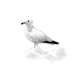 Obraz premium Conceptual Minimal Black Background with Ample Copy Space