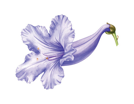Watercolor Painting of a Single Purple Jacaranda Flower bloom vector illutrastion transparent background