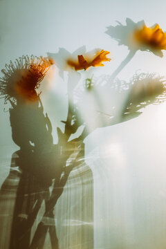 Shadows of flowers cast on a light background