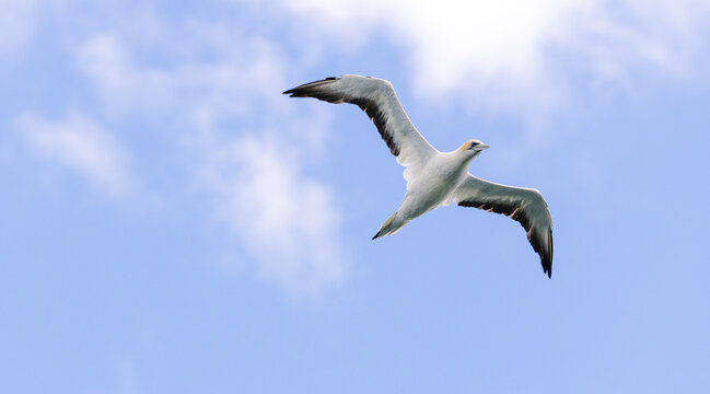 Australasian gannet bird flying with its wings fully stretched. The animal is cruising in the air on a sunny day 