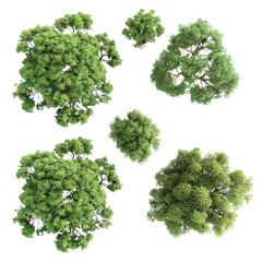 Obraz premium green summer tree isolated on transparent background. 3d render high quality design element maple poplar white background png