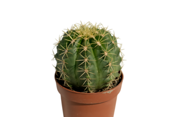 Small green cactus in terracotta pot isolated on a transparent background plant