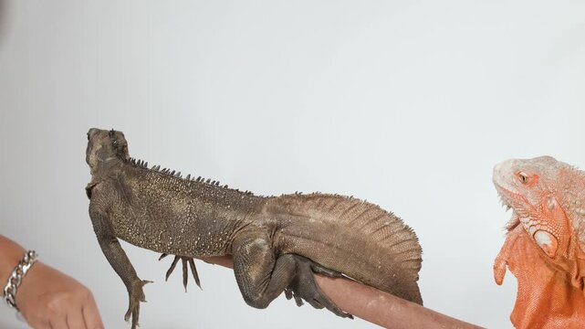 Brown Sailfin Lizard Reaching for Food Near an Orange Iguana