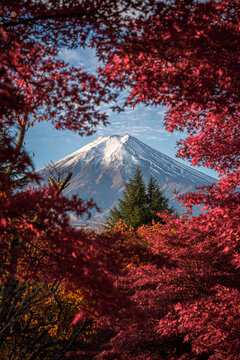 Mount Fuji peak framed by vivid autumn maple leaves