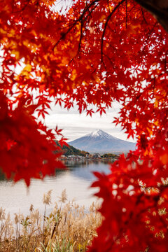 Mount Fuji behind Lake Kawaguchi framed by red maple leaves