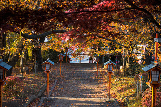 Chureito Pagoda path leading through autumn momiji colored trees