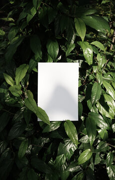 Organic photo white card dark green botanical natural light and shadow
