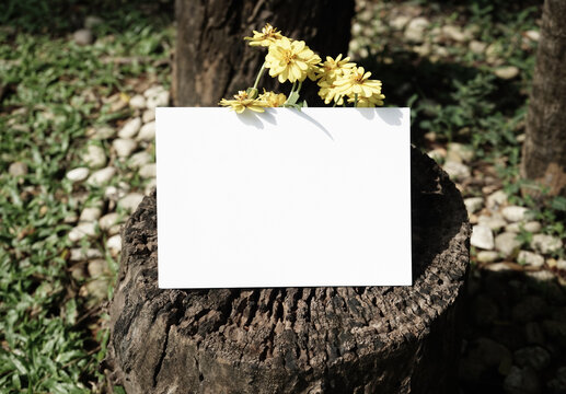Organic photo white card on old stump wood yellow floral decoration