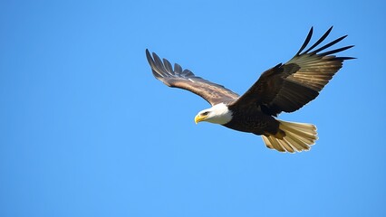 subjugating. Eagle soaring high in clear sky with sharp gaze focused on ground movement. wildlife magazines, conservation campaigns, designed for wildlife conservation campaigns.