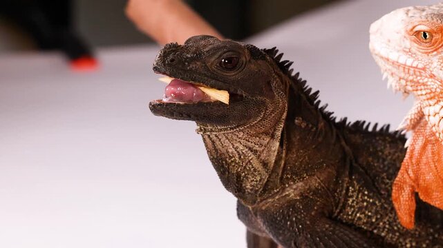 Close Up of a Sailfin Dragon Lizard Eating a Mealworm