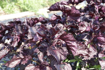 畑に生えている赤紫蘇の写真