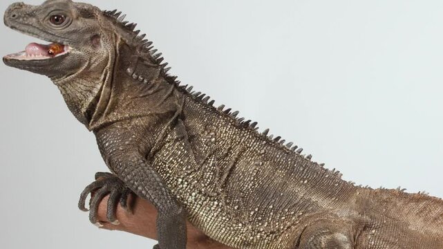 Brown Sailfin Lizard Resting on a Wooden Branch Against White Background
