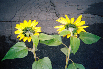 Sunflowers against pavement film with direct flash