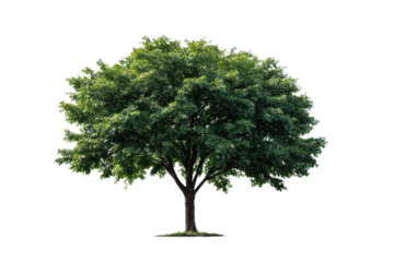 Lush green deciduous tree with full canopy isolated on black background nature plant