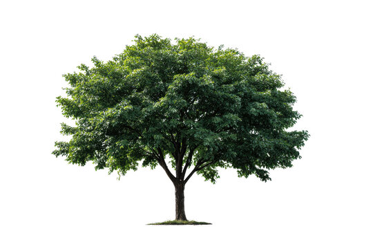Lush green deciduous tree with full canopy isolated on black background nature plant