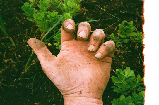 Hands Showing Dirt After Gardening Work 