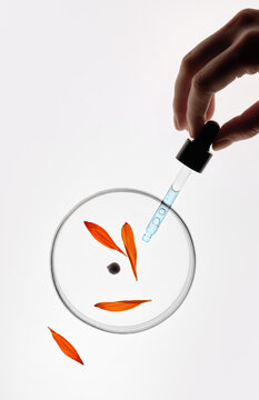 Still life with Hand Holding Pipette above Petals  in a Petri Dishes