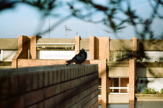 Pigeon Perched on a Brick Wall in an Urban condo