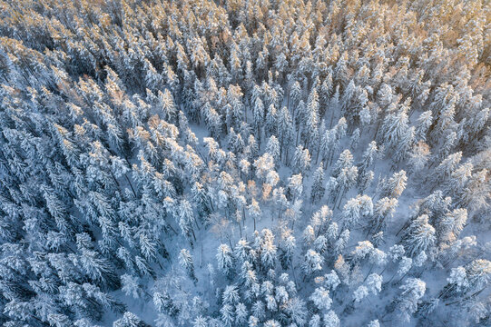 Snow-covered pine Forest on sunset, drone shot