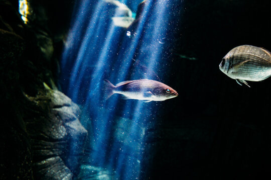 Silvery fish in bright blue waters